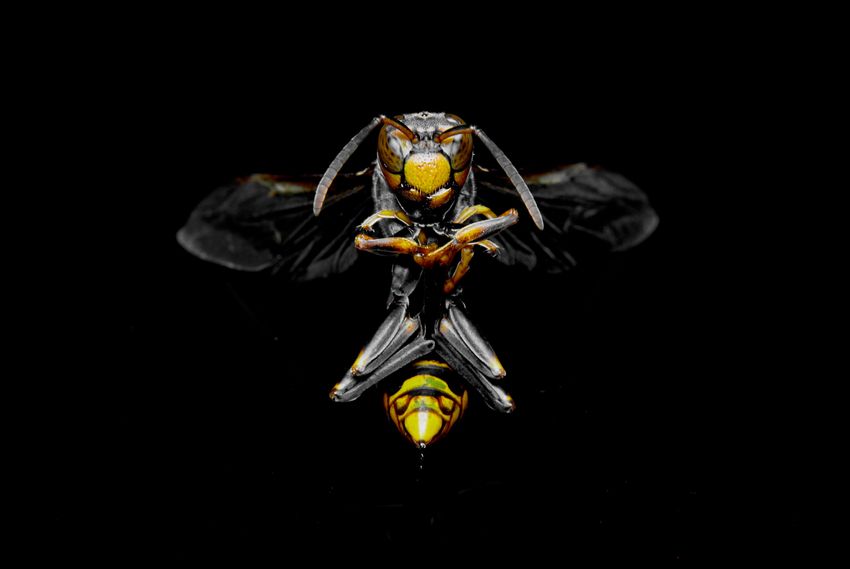 Wasp-inspired robots open doors by themselves